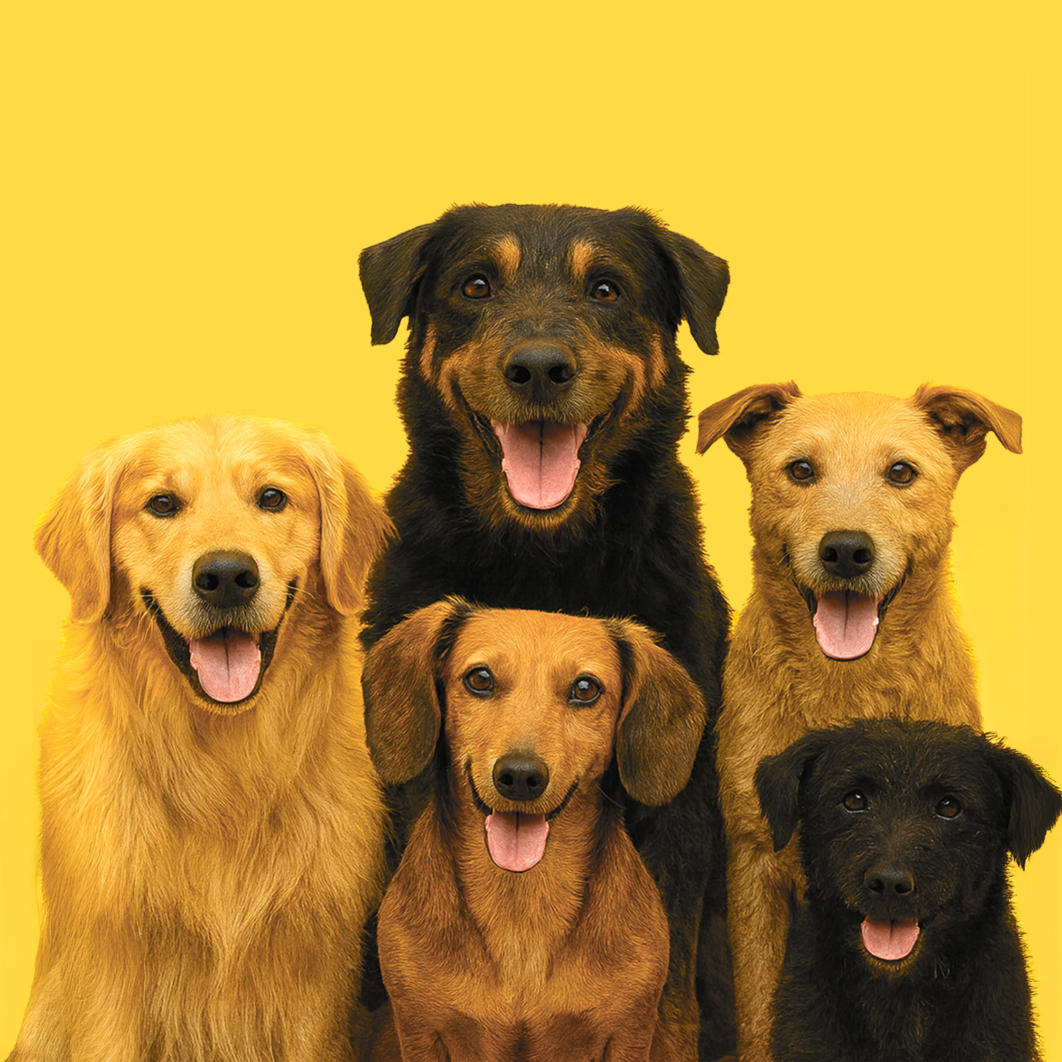 Adopta Ama Ayuda Perros y Gatos 1